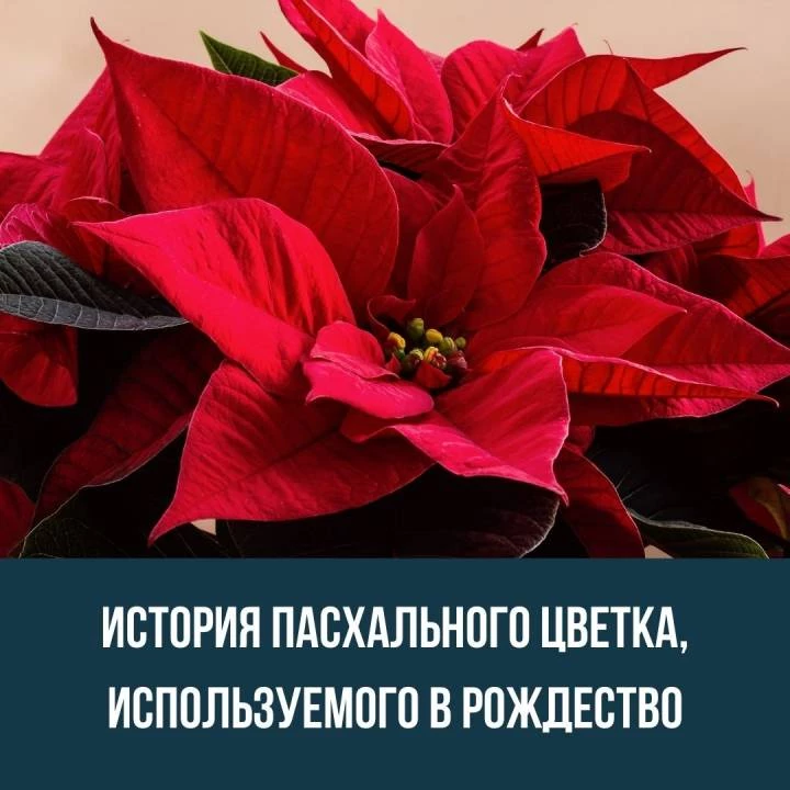 История пасхального цветка, используемого в Рождество
